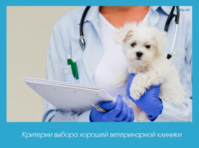Критерии выбора хорошей ветеринарной клиники