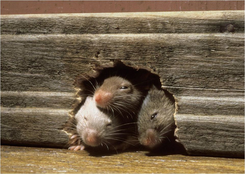 Как навсегда избавиться от крыс и мышей в доме?