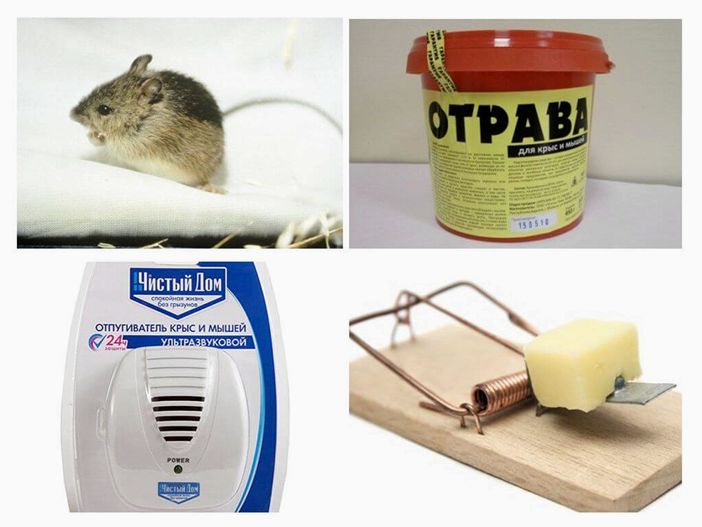 Как навсегда избавиться от крыс и мышей в доме?