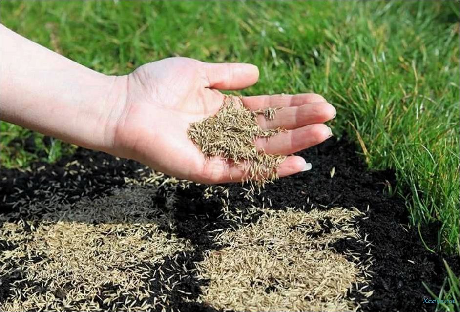 Как правильно посадить газонную траву: шаг за шагом инструкция для начинающих