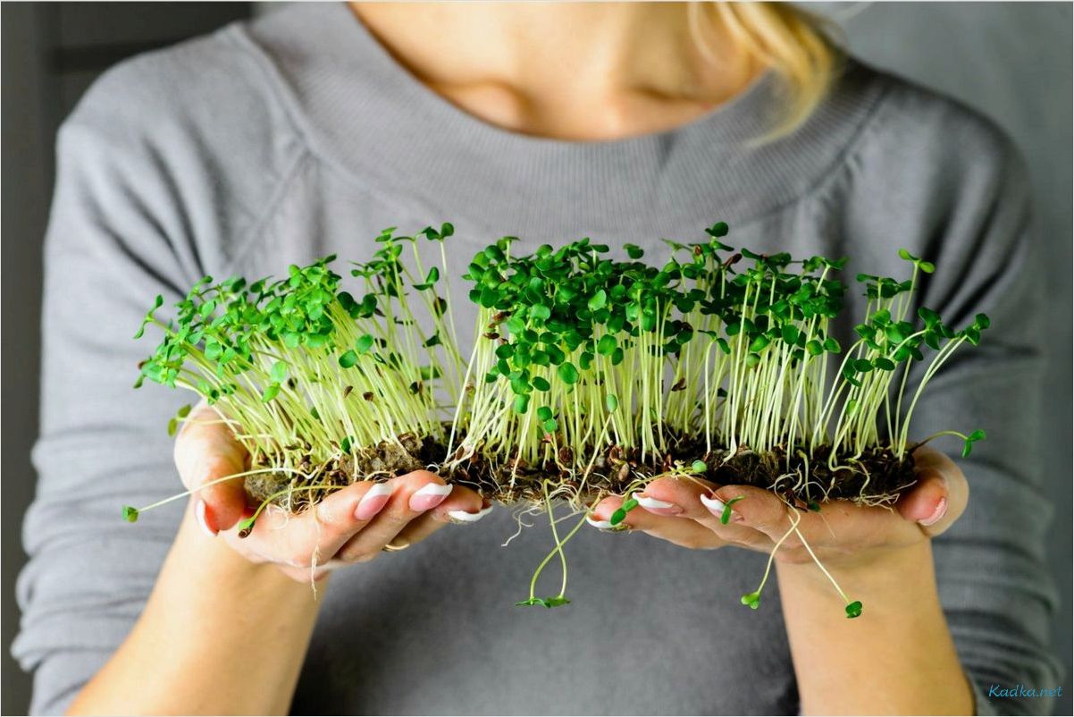 Микрозелень: нежные ростки с богатым содержанием питательных веществ